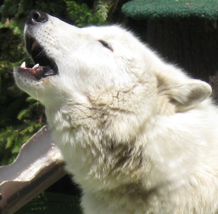 ArcticWolfHowlingSDZoo