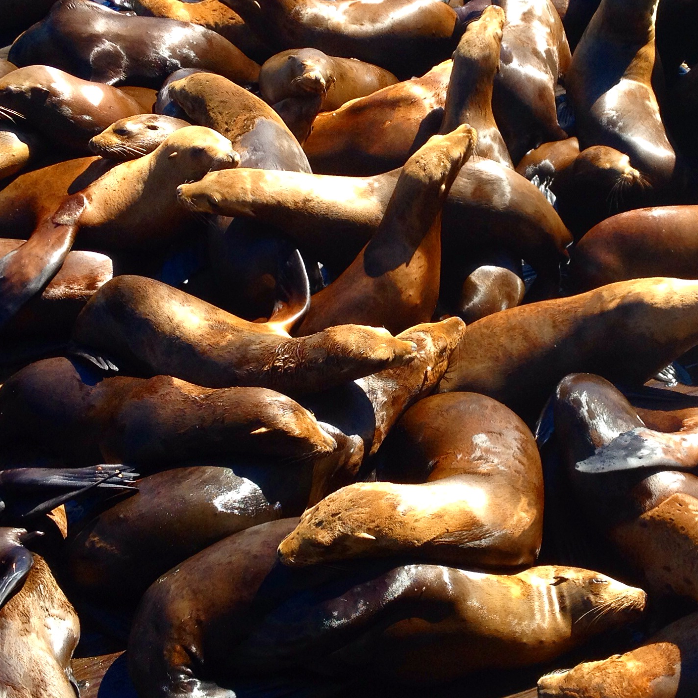 California Sea Lions, Monterey