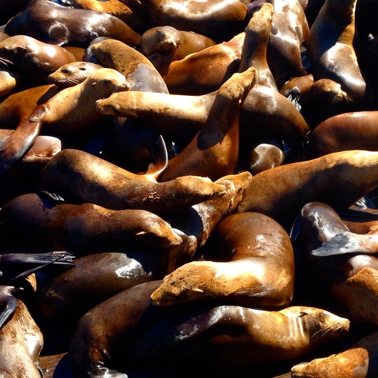 California Sea Lions, Monterey