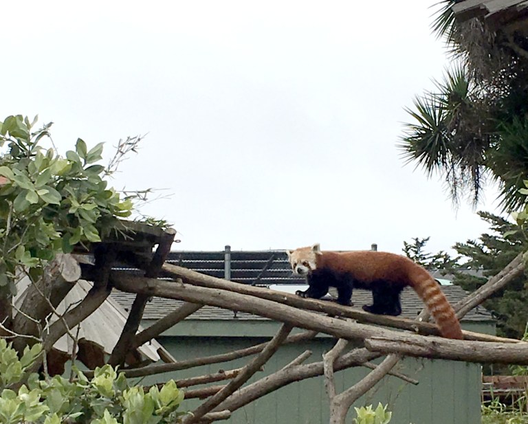 2016-7-7-Animals-Red Panda-SF Zoo.jpg