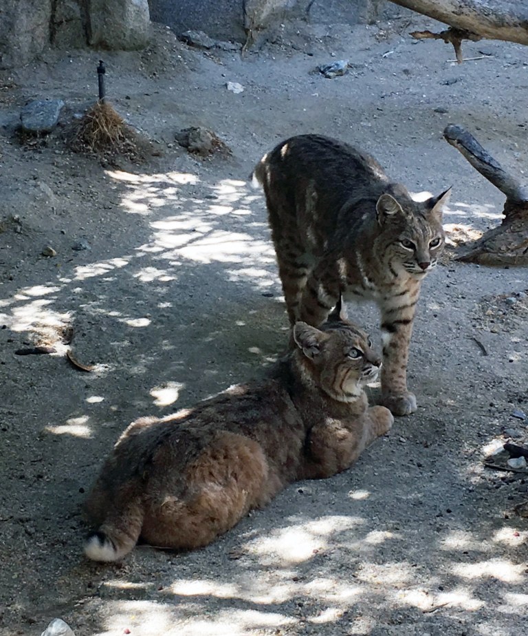 Bobcats-LivingDesert.jpg