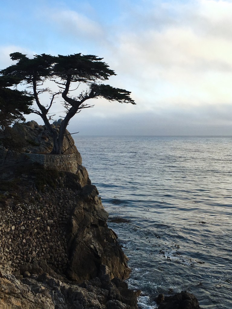 2017-8-30-Lone-Cypress