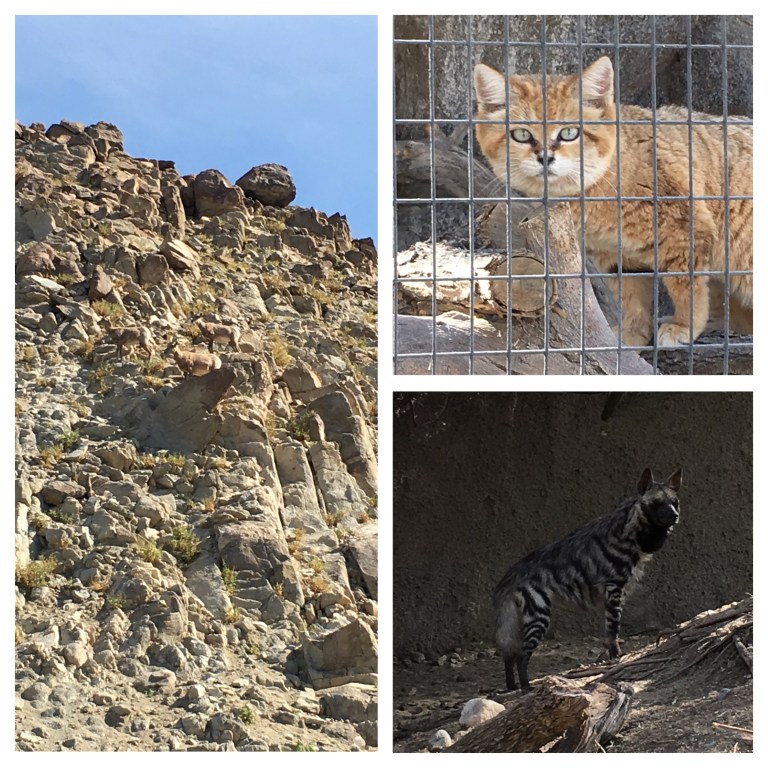 2018-4-LivingDesert-collage1.jpg
