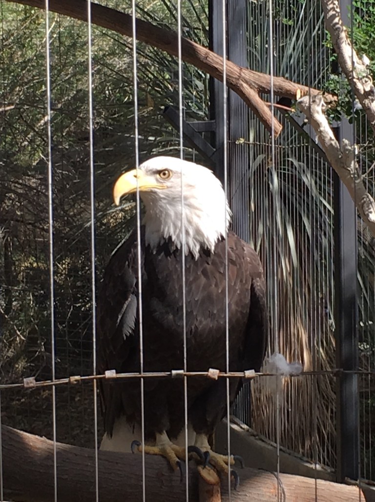 2018-4-LivingDesert-Eagle1