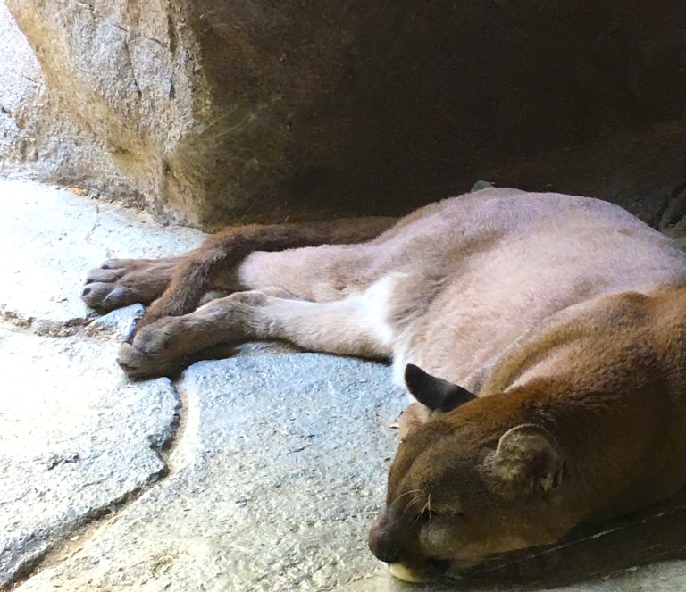 2018-4-LivingDesert-SleepingPuma
