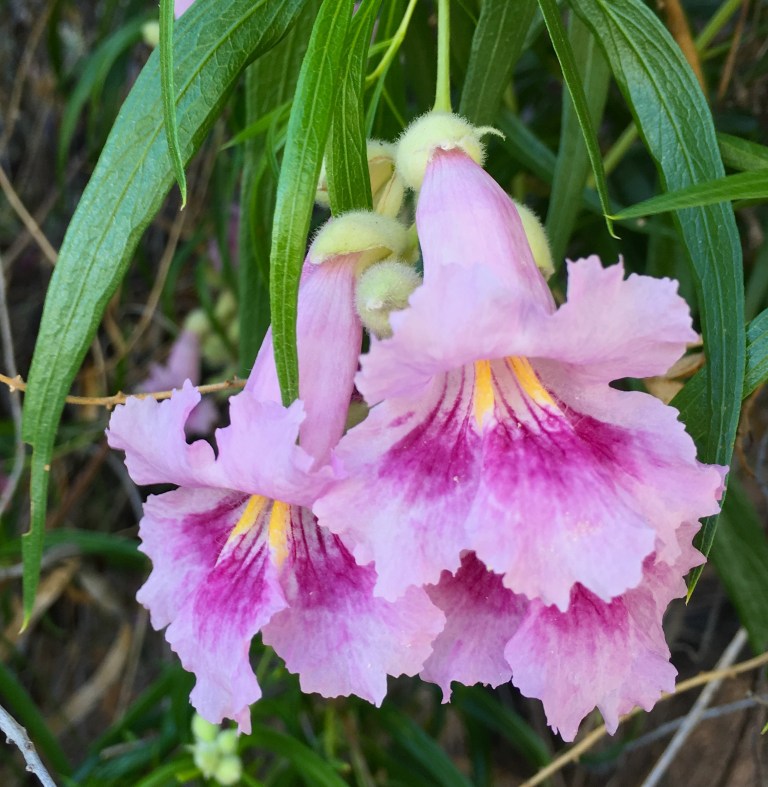 Flowering Tree at the lving Desert.JPG